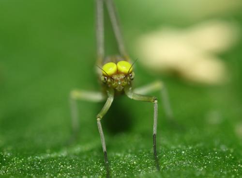 Baetis fuscatus