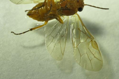 Hoplocampa fulvicornis
