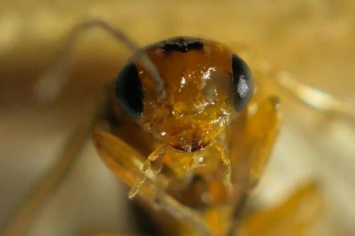Hoplocampa fulvicornis