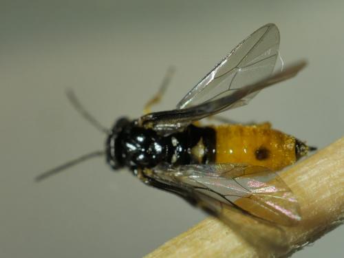 Halidamia affinis