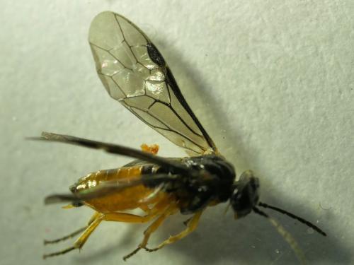 Halidamia affinis