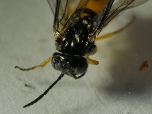 Halidamia affinis