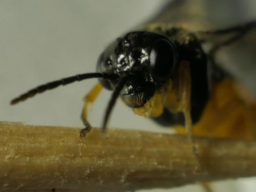 Halidamia affinis