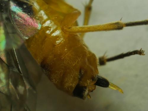 Halidamia affinis