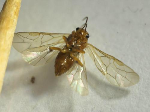 Réf. 280 581 : Hoplocampa rutilicornis