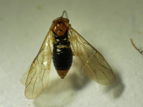 Hoplocampa rutilicornis