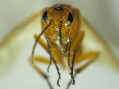 Hoplocampa rutilicornis
