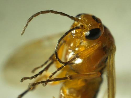 Hoplocampa rutilicornis