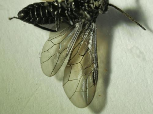 Blennocampinae