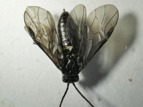 Blennocampinae