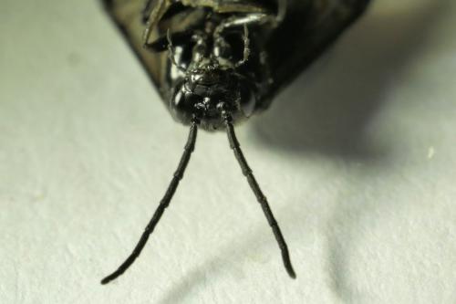 Blennocampinae