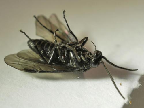 Réf. 280 771 : Blennocampinae inconnu