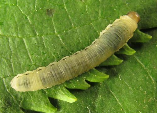 Phymatoceropsis sibiricola
