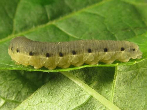Phymatoceropsis sibiricola