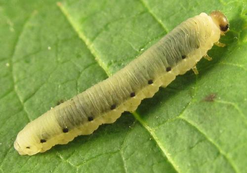 Phymatoceropsis sibiricola