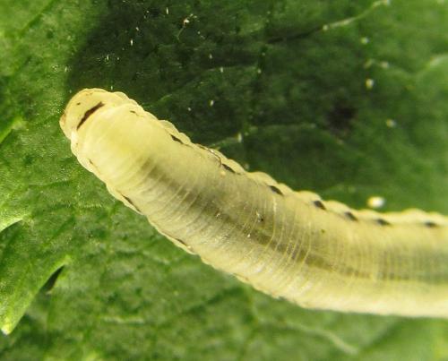 Phymatoceropsis sibiricola