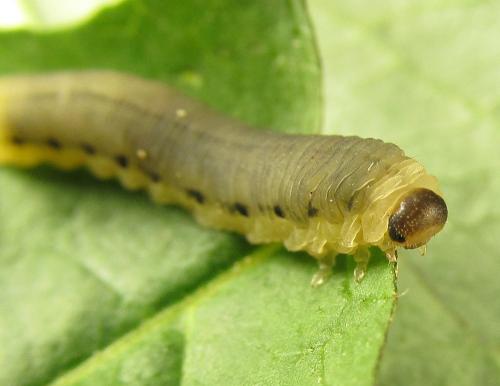 Phymatoceropsis sibiricola