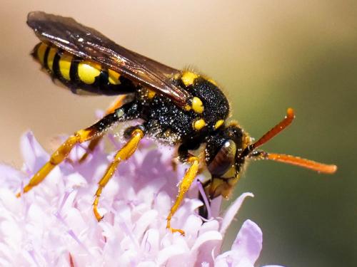Nomada nobilis