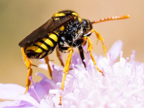 Nomada nobilis