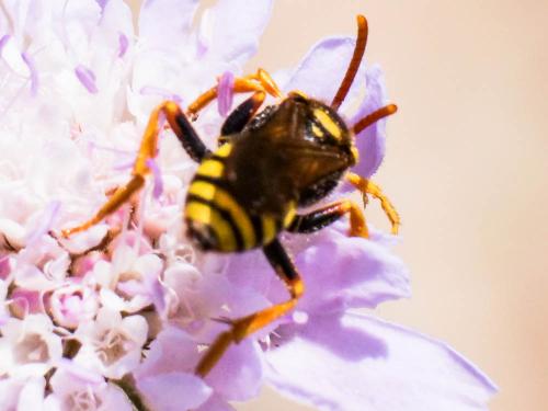 Nomada nobilis