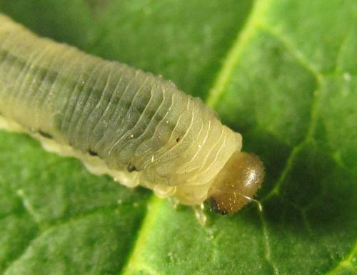 Phymatoceropsis sibiricola