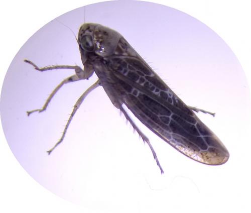 Allygus modestus