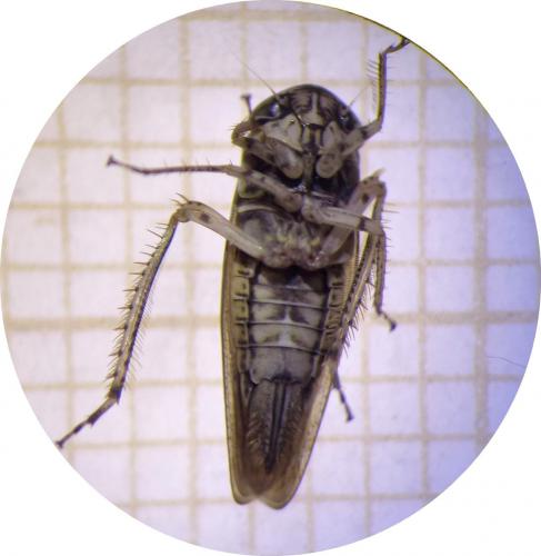 Allygus modestus