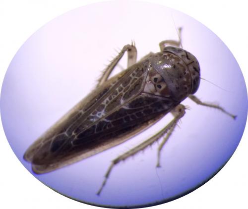 Allygus modestus