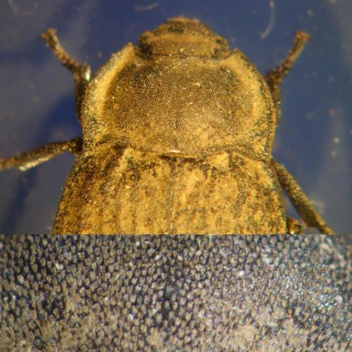 Réf. 280 793 : Asida sp.