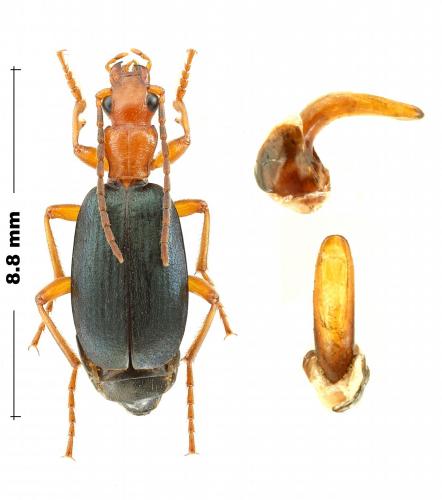 Brachinus crepitans