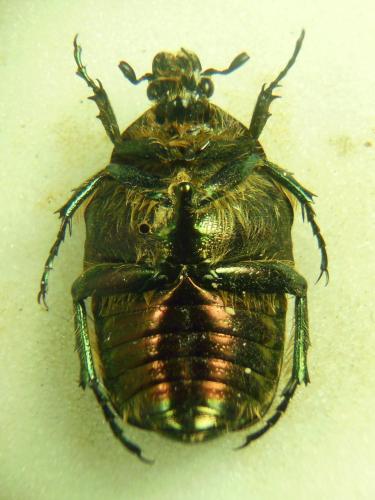 Réf. 280 385 : Cetonia aurata