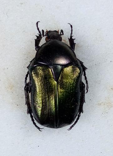 Réf. 280 380 : Cetonia aurata