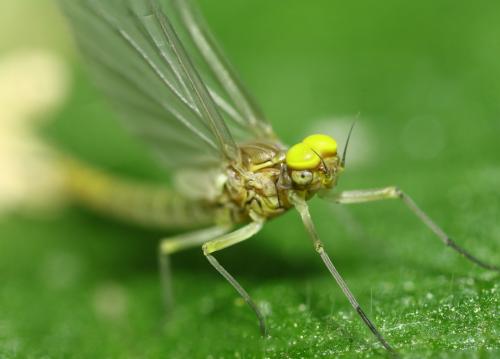 Baetis fuscatus