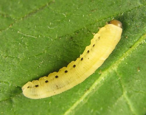 Phymatoceropsis sibiricola