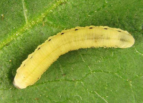 Phymatoceropsis sibiricola