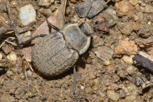 Réf. 280 792 : Asida sp.