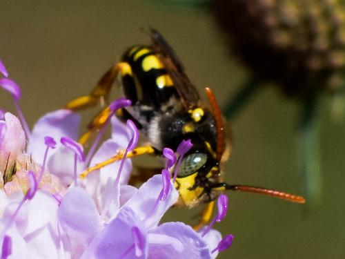 Réf. 280 785 : Nomada (basalis)