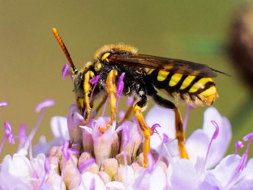 Réf. 280 786 : Nomada (basalis)