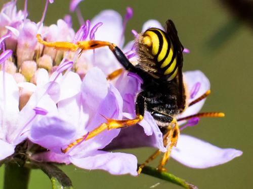 Réf. 280 787 : Nomada (basalis)