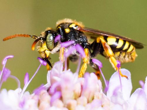 Réf. 280 788 : Nomada (basalis)