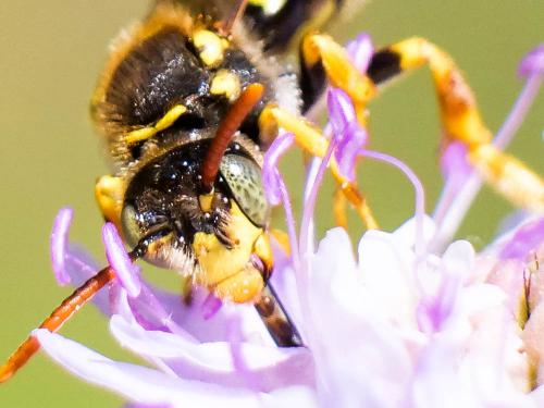 Réf. 280 789 : Nomada (basalis)