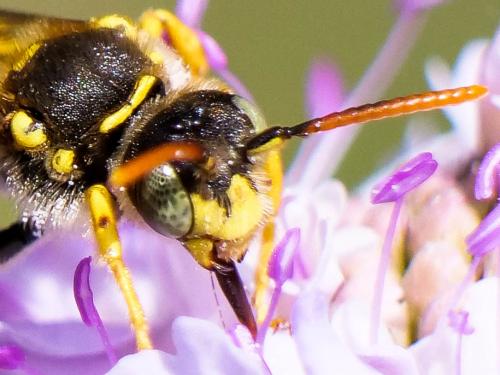 Réf. 280 790 : Nomada (basalis)