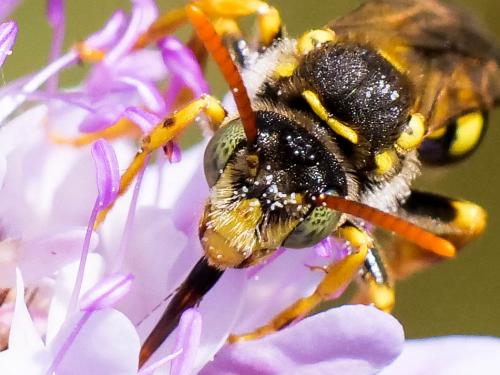 Réf. 280 791 : Nomada (basalis)