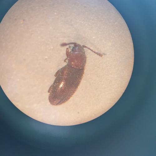 Cryptophagus sp.
