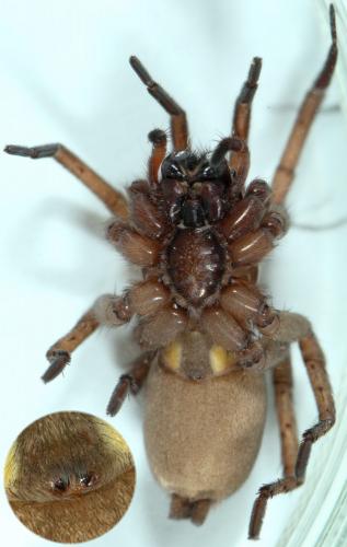 Drassodes lapidosus
