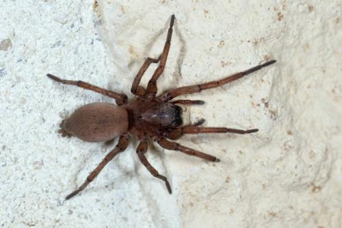 Drassodes lapidosus