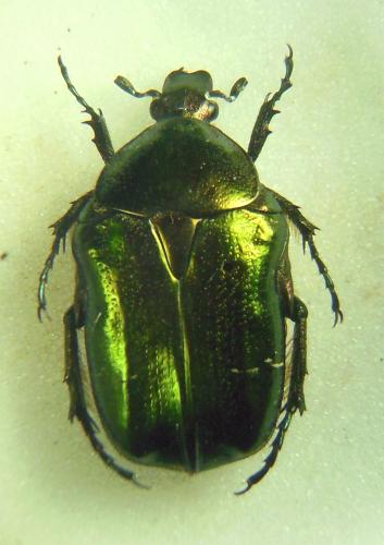 Cetonia aurata pallida