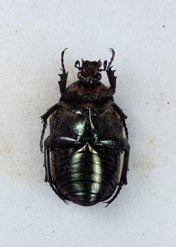 Réf. 280 381 : Cetonia aurata