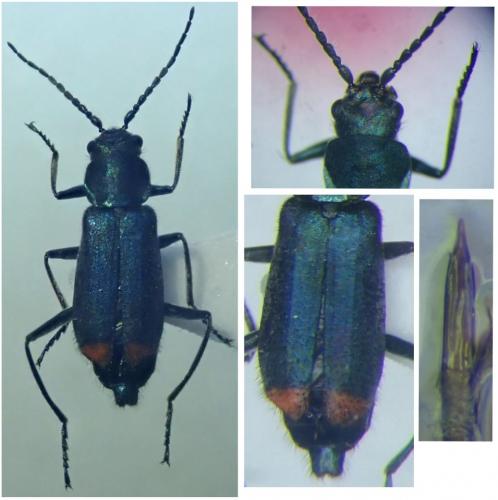 Anthomalachius spinosus