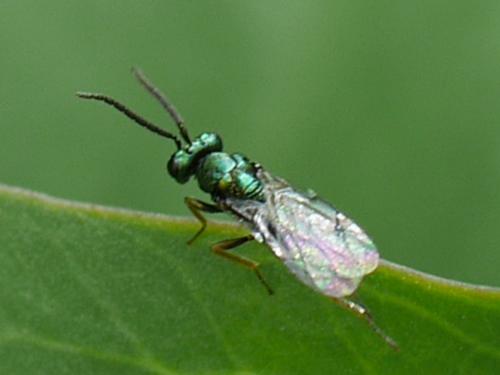 Réf. 280 777 : Miscogastrinae inconnu